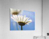 Oxeye Daisies Acrylic Print