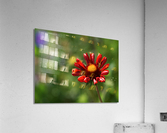 Dazzler Acrylic Print