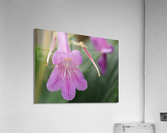 Dear Little One Acrylic Print