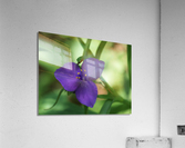 Bluejacket Acrylic Print