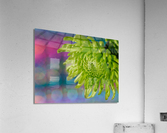 Green Chrysanthemum Acrylic Print