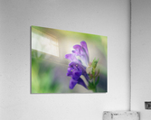 Teasers Acrylic Print