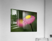 Strawflower Acrylic Print