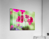 Valley Red Acrylic Print