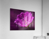 Bloody Geranium Acrylic Print