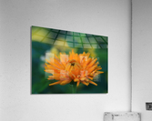 Ruddle Acrylic Print