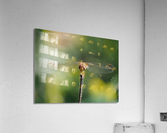 Dragonfly Acrylic Print