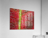 Maple Leaf Acrylic Print