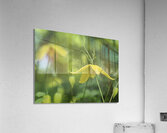 Golden Tiara Acrylic Print