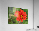 Red Dahlia Acrylic Print