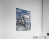 Frosted Twig Acrylic Print