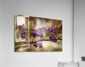 Profusion Acrylic Print