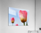 Pastel Tulips Acrylic Print