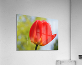 Pop of Color Acrylic Print