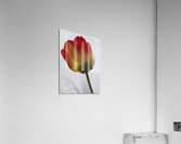 Tall One Acrylic Print