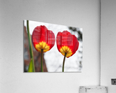 Twin Sisters Acrylic Print