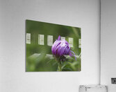 Dew Kissed Flower Bud Acrylic Print