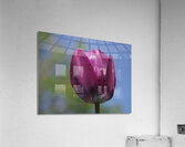 Perfect Day Acrylic Print