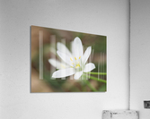 Tiniest World Acrylic Print