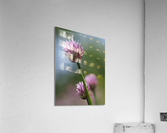 Pink Onion Acrylic Print