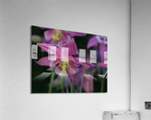 Darling Columbine Acrylic Print