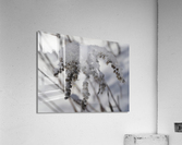 Frozen Goldenrod Acrylic Print