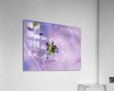 Jacob s Ladder Acrylic Print