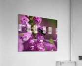 Looking for Something Acrylic Print