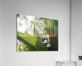 May Lilies Acrylic Print