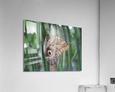 Owl Butterfly Acrylic Print