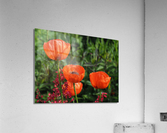Poppies Acrylic Print