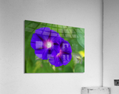 Purple Morning Glories Acrylic Print