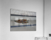 Tiger Heliconian Acrylic Print