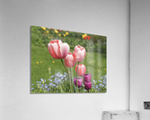 Nuances Acrylic Print