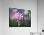 Dewy Chive Acrylic Print