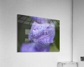 Droplets on a Bellflower Acrylic Print