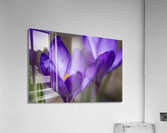 Crocus Closeup Acrylic Print