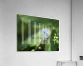 Forget Me Not with Tiny Rainbows Acrylic Print
