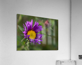 Alpine Aster Acrylic Print