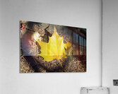 Single Maple Leaf Acrylic Print