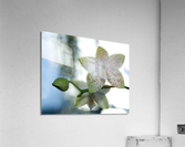 Ornamental Orchid Acrylic Print