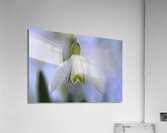 Snowdrop Bulb Acrylic Print