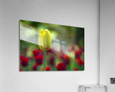 The Yellow One Acrylic Print