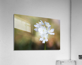 Striped Squill Acrylic Print