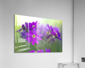 Primula Closeup Acrylic Print