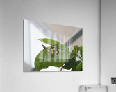 Siproeta Stelenes Acrylic Print