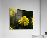 Charming Lady Acrylic Print