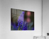 Tiny Blue Bulbs Acrylic Print