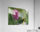 Lilac Squirrel Impression acrylique