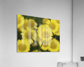 Summer Afternoon Acrylic Print